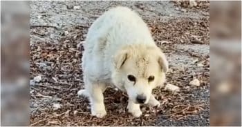 Good People Step In When Old Dog Gets Replaced By A Puppy