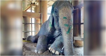 Rescued Elephant Lays Down After 80 Years On Her Feet