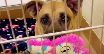 Dog In Shelter For Four Years Gets A New Toy Every Day