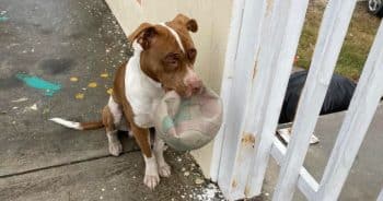 Dog Barred From Playground Finds A Way To Say He’s Sorry