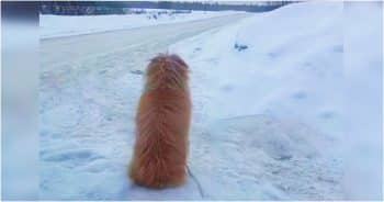 Dog Kept Close Watch, Certain Her Owner Was Headed This Way