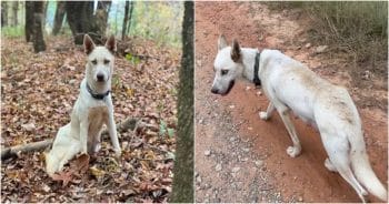 Dog Asks Couple To Stay Close Behind As She Leads Them Through The Woods