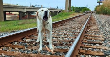 Dog’s Leash Pinned To Tracks As Oncoming Train Rushed In