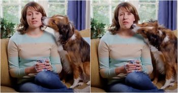 Vet Discusses How Dogs Feel If You Stop Them From Licking You