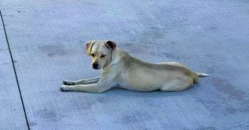 Dog Stayed At Hospital Entrance Waiting For Owner To Come Out