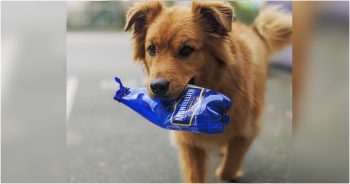 Dog Turns His Love For Trash Into A Way Of Helping Dad