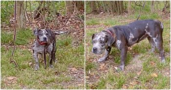 Rescuers Find ‘Sweet Face’ Behind Cemetery But Untying Her Was Troubling