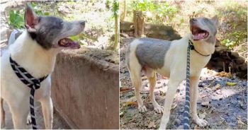 Dog Feels Sunlight On His Face After Living In The Dark For 15 Years