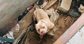 This Dog’s Smile After Rescue Gives New Meaning To Gratitude