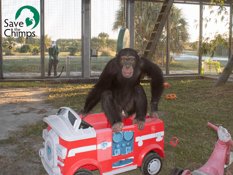 Limbani the Chimpanzee Rescued! See How ‘Chimp Crazy’ and PETA Pressure Helped Lead to This Amazing Victory