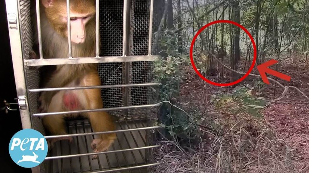 Whistleblower Report: Dead Monkeys, Severed Tongues at Alpha Genesis Primate Prison