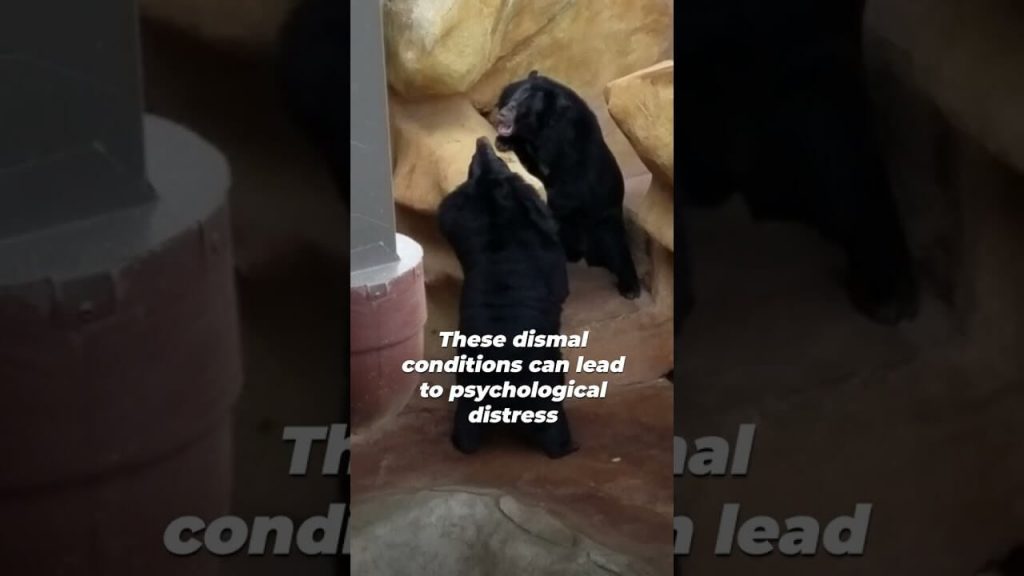 Ho, Ho, Horrible! Three Roadside Zoos Get a Lump of Coal From PETA for Condemning Bears to Concrete Prisons