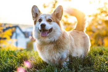 Top 15 Dog Breeds That Bring Out the Best in Every Moment