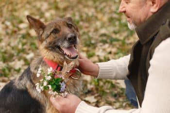 11 Signs Your Dog’s Heart Is Overflowing With Loyalty And Love