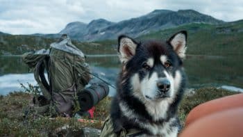 15 Adventurous Dog Breeds That Make The Perfect Hiking Buddies