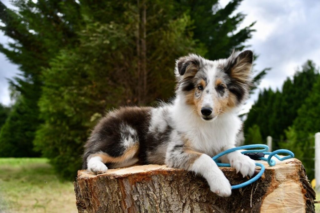 13 Dog Breeds That Will Forever Keep Their Puppy Looks