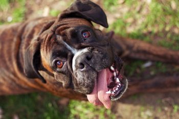 Top 9 Dog Breeds That Turn Sadness Into Smiles Instantly