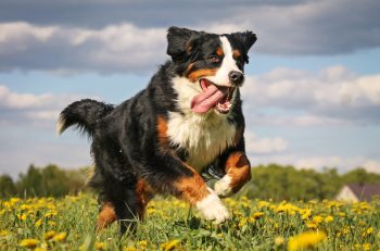 13 Adventure-Loving Dog Breeds Perfect for Outdoor Enthusiasts