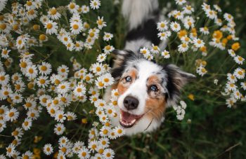 13 Easy Ways To Make Sure Your Dog Lives Their Happiest Life