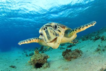 13 Endangered Marine Animals You’ll Want To Save Right Now