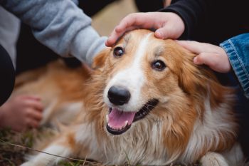 13 Playful Dog Breeds That Create Lasting Memories With Kids