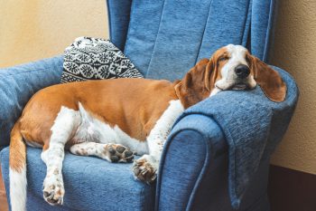 Top 9 Dog Breeds That Make Every Home Feel Like A Sanctuary