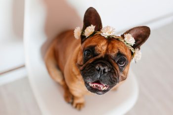 Top 7 Dog Breeds That Bring Joy To Every Home They Enter