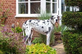 Room To Roam: 12 Dog Breeds That Thrive In Spacious Homes