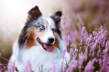 15 Loyal Dog Breeds That Listen Better Than Anyone Else