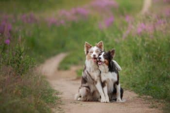 Ultimate 11 Dog Breeds That Will Turn Your Life Into A Love Story