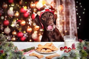 11 Dog-Friendly Christmas Foods Your Pup Will Absolutely Love