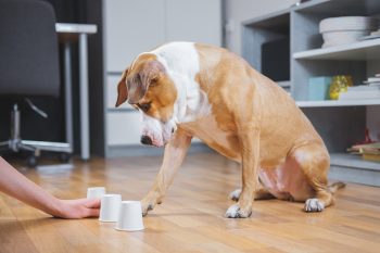 13 Creative and Fun Ways to Keep Your Dog Joyful Indoors