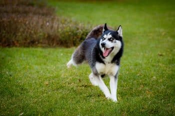 Top 13 Ways Dogs Teach Us to Find Joy in Small Moments