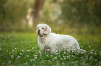 Ultimate 15 Dog Breeds That Will Always Bring Peace To Your Home