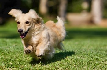 13 Dog Breeds with Zoomies So Funny, They’ll Leave You in Stitches