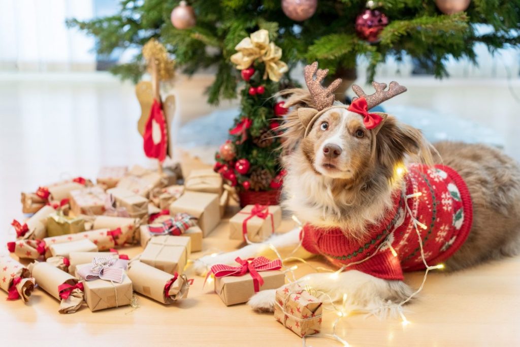 11 Magical Christmas Activities You And Your Dog Can Enjoy Together