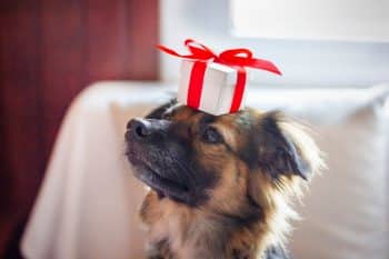 13 Easy Ways to Spoil Your Dog This Christmas Without Spending a Fortune