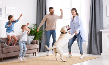 13 Creative Games That Will Keep Your Dog Happy Indoors