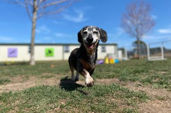 15 Inspiring Dog Breeds That Teach Us The Power Of Resilience