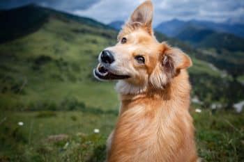 13 Reasons Why Dogs Are the Ultimate Adventure Companions