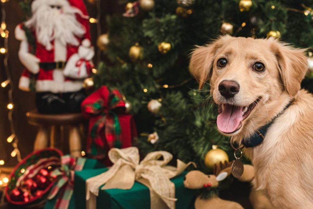 13 Heartwarming Ways Your Dog Shows They Love Being Part Of The Holidays