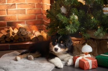 Thinking of Adopting a Dog During the Holidays? Read This First.