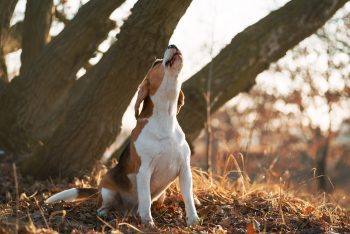 11 Dog Breeds With Unique Howls That Will Make You Smile