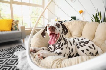 13 Playful Dog Breeds That Bring Endless Joy to Your Home