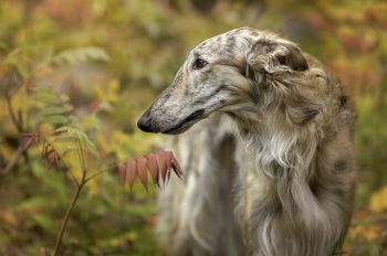 13 Dog Breeds With Snouts So Adorable, They’ll Melt Your Heart