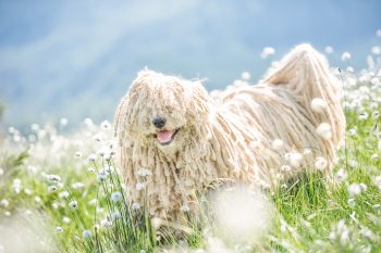 11 Dog Breeds With The Weirdest Fur Coats