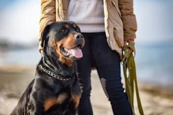 Top 15 Dog Breeds That Will Stand by You Through Everything