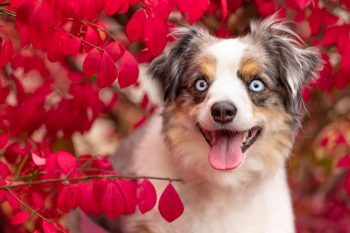 13 Dog Breeds with Eye Colors So Striking, You Won’t Believe They’re Real