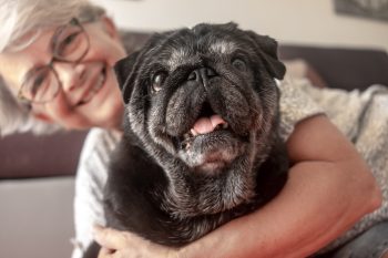 13 Reasons Senior Dogs Are The Best Companions You Could Ask For