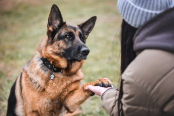 Top 13 Dog Breeds That Prove Loyalty Is The Strongest Bond